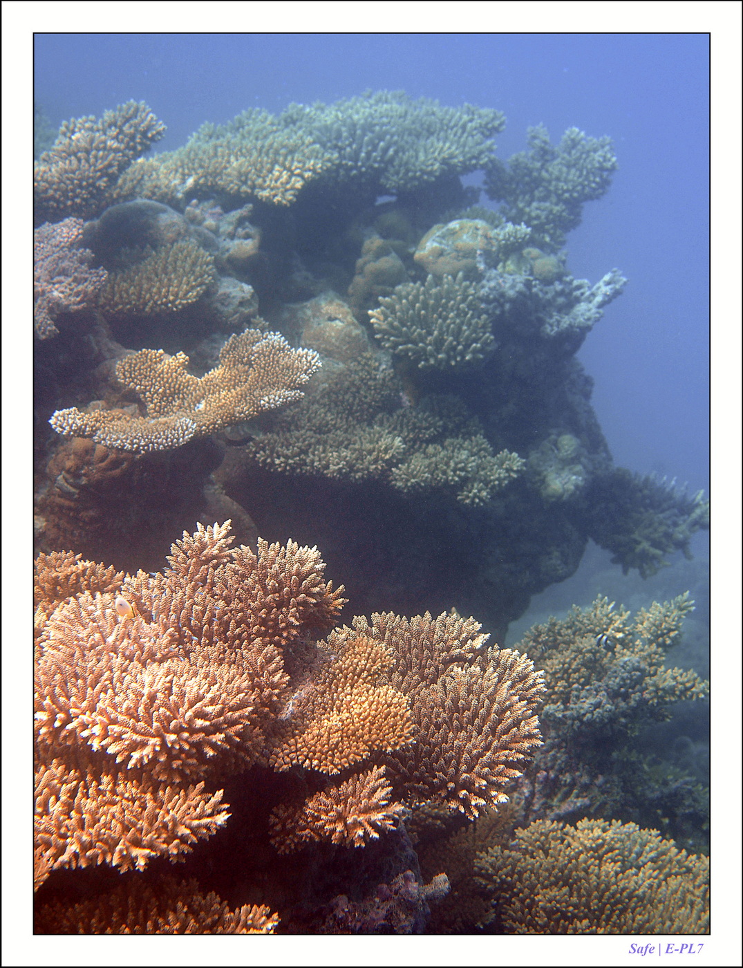 2022 - 07 - snorkeling Maldives - 018